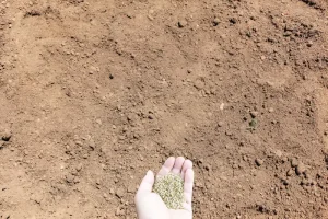 best grass seed for sandy soil