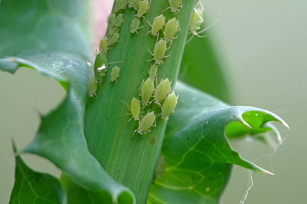 Are Aphids Harmful to Humans