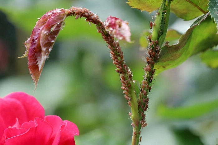 Rose Aphid