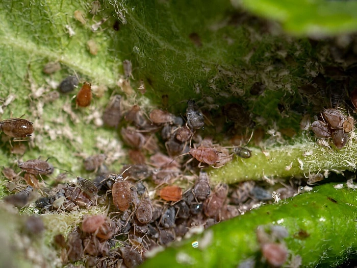 Apple Aphid