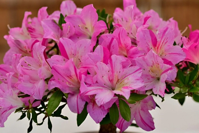 Azalea Plant