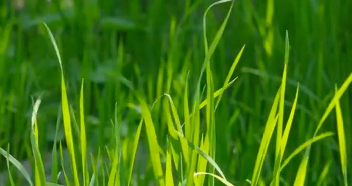 Bahia grass
