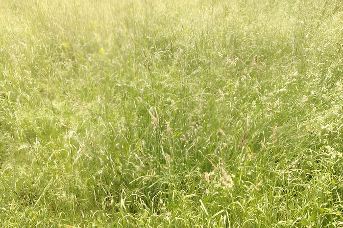 Bent grass