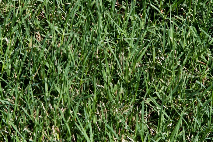 Bermuda grass