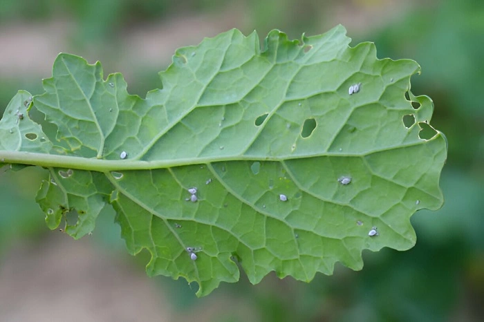 Cabbage Aphid