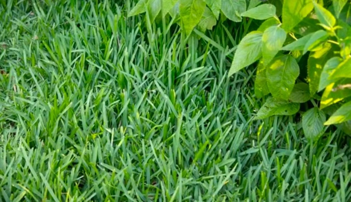 Centipede grass