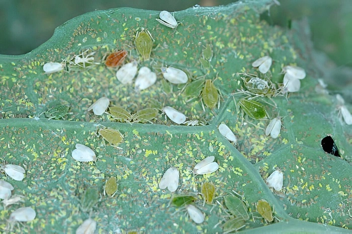 Aphids community