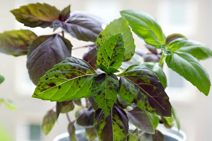 diseases in basil plant