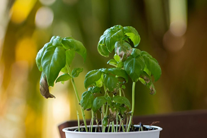 Dying basil plant