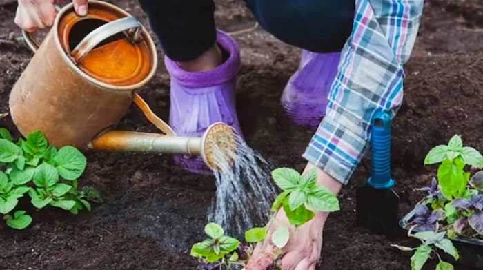 Excessive Watering of basil plant