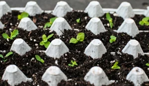 are egg cartons compostable