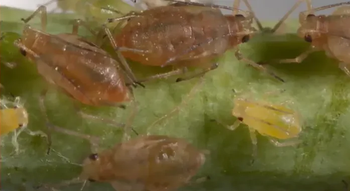 Green Peach Aphid