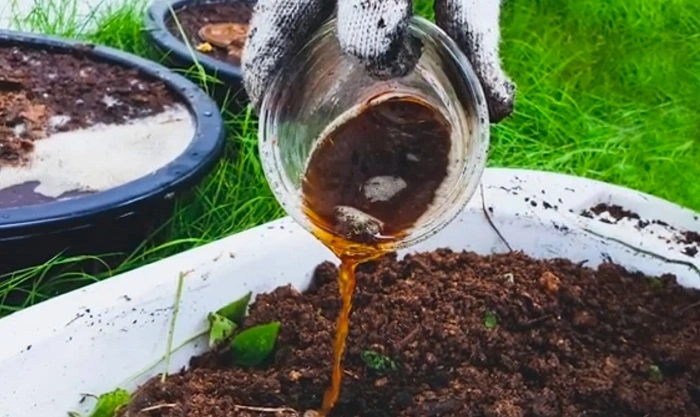 essential nutrients for basil plant