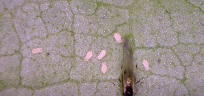 Melon Cotton Aphid