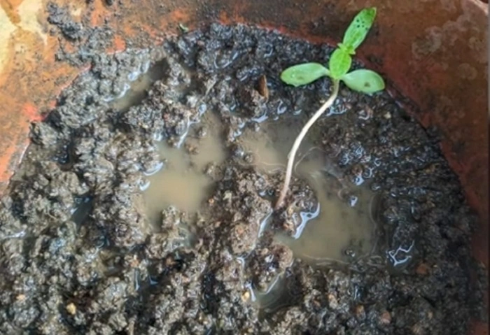 Root Rot in  basil plant