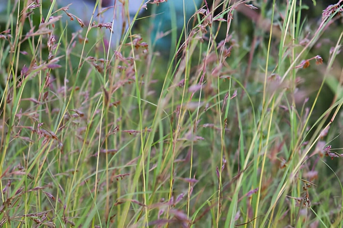 tall fescue grass