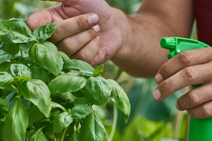 Care tips for basil plant