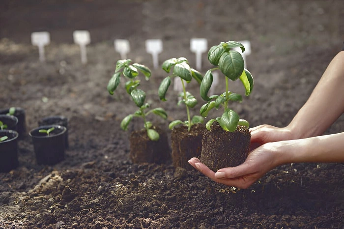Compact Potting Soil for basil plants