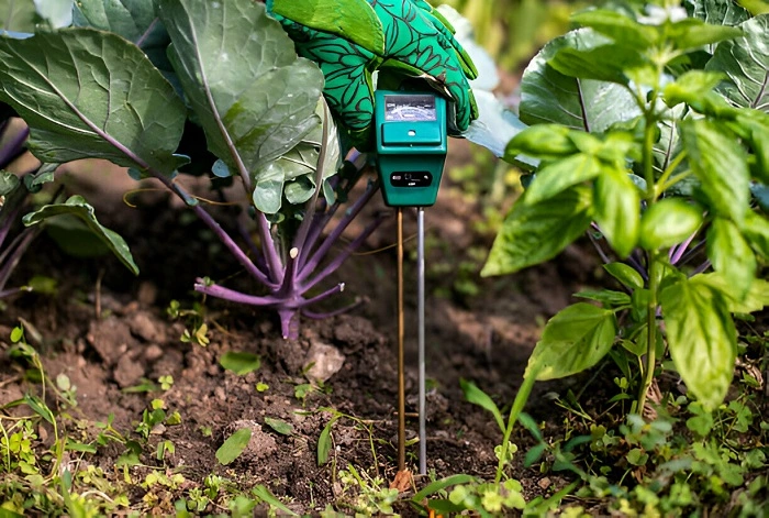 Soil PH for basil plant