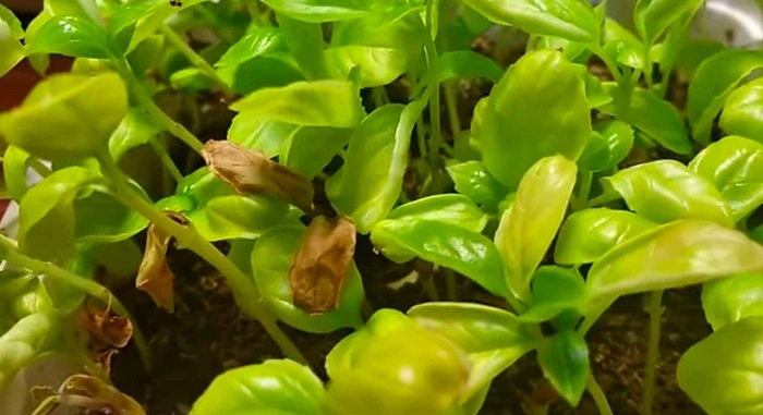 Yellow leaves of basil plant
