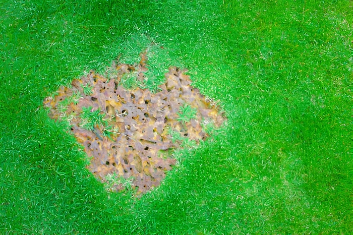 zoysia grass