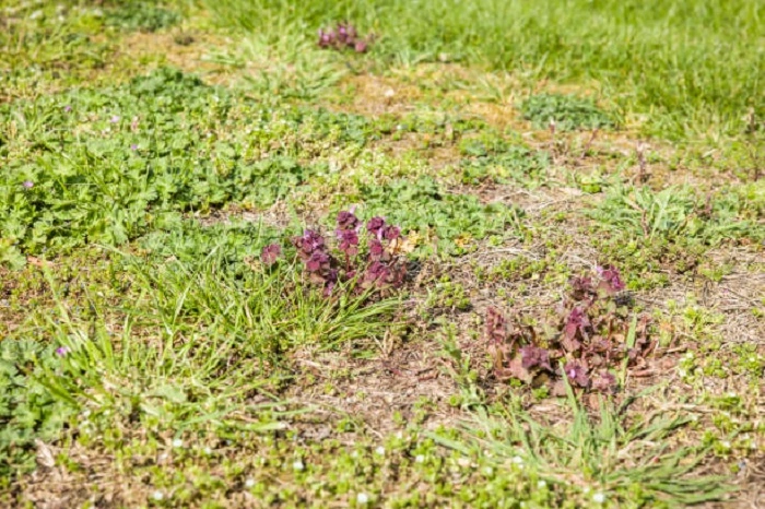Weeds in a garden

