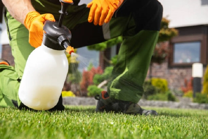 a man on bend knees spraying weed killer