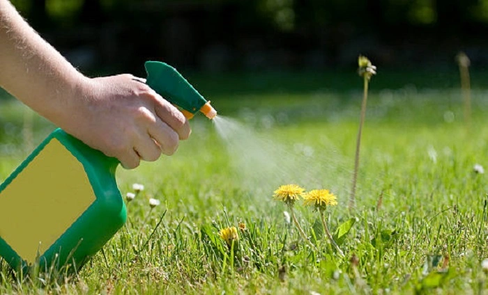 spraying weed killer on weeds