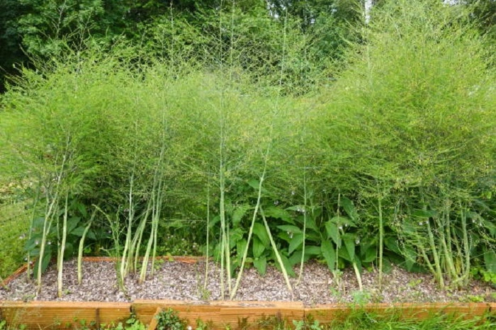 About Asparagus Plant