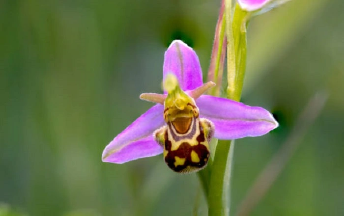 image of bee orchid flower