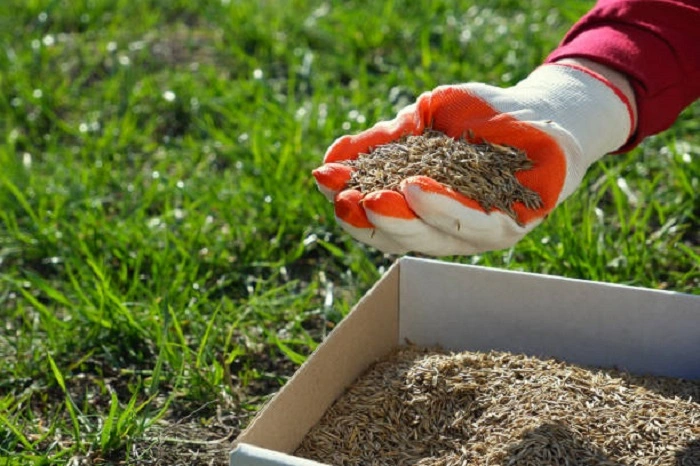 Can You Over seed Your Lawn