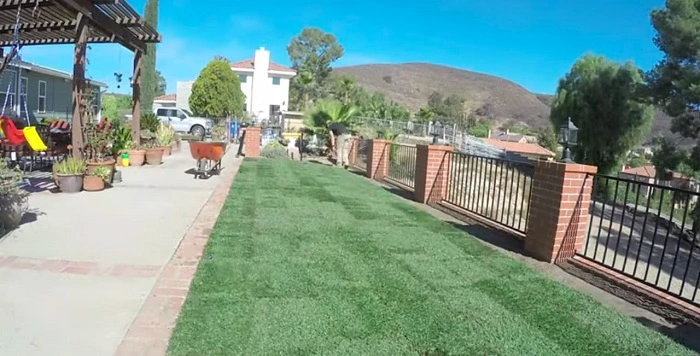 Compact Sod