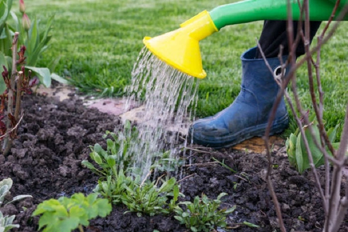 Watering the plant soil