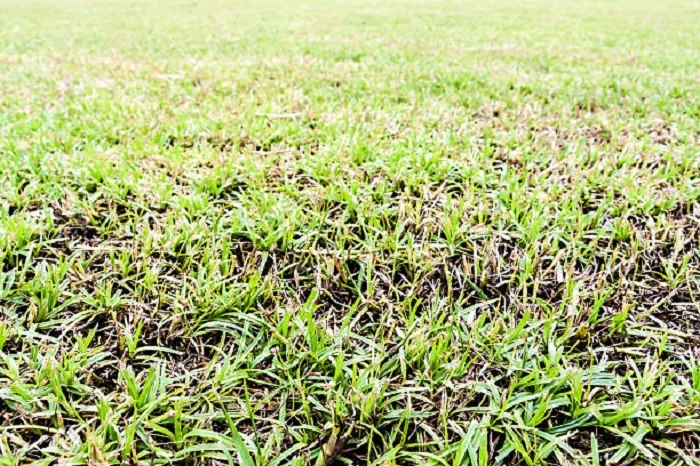 Dethatched St Augustine Grass