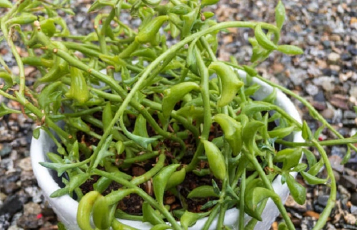 dolphin succulent flowers