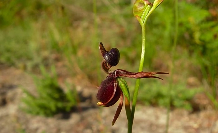 flying duck orchid flower