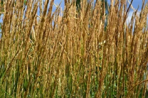 Karl Foerster Grass