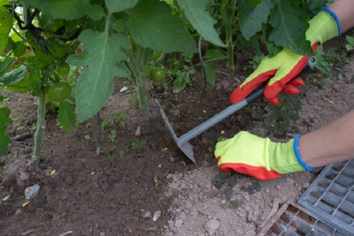 Keeps Check of The Weeds