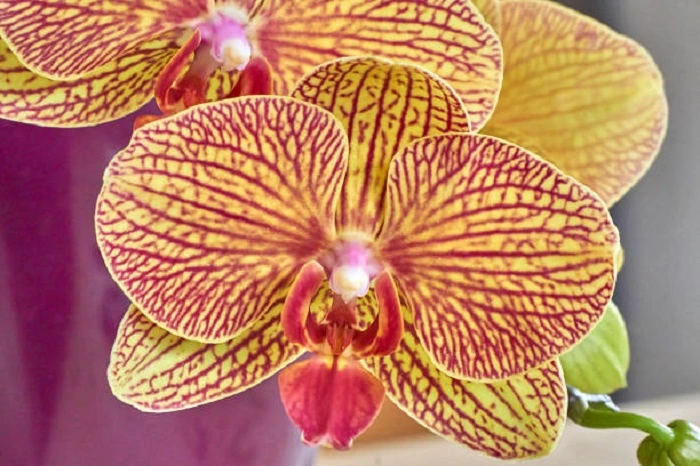 moth orchid flower