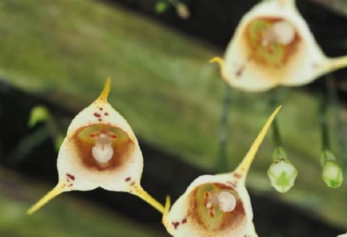 image of monkey orchid flower