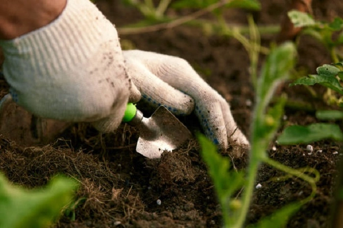 Mulch the Area of Crops