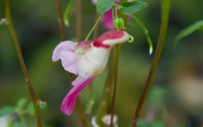 image of parrot flowers