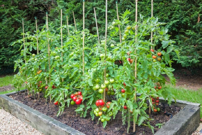 Plant Tomatoes in a Raised Bed