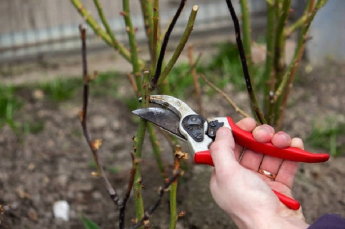 Pruning and Cutting the Affected Leaves 