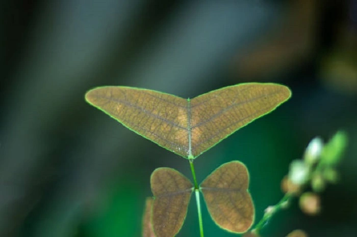 image of red butterfly wing flower