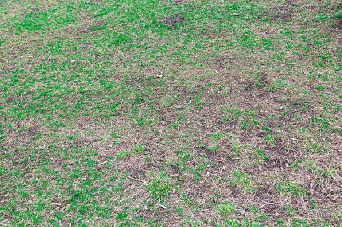 Reduced Germination