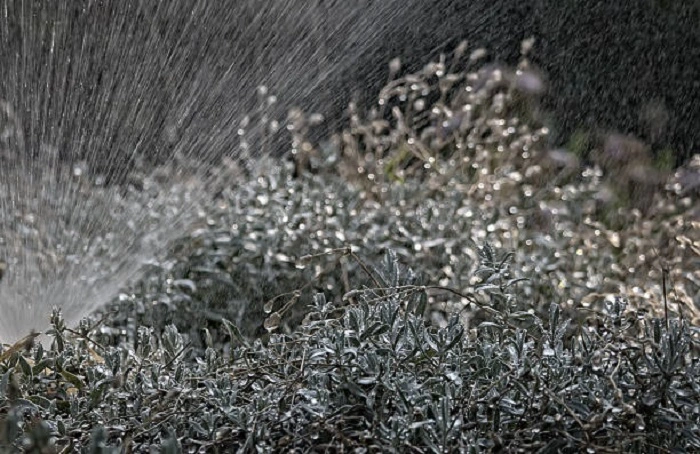 water spraying lawn plants