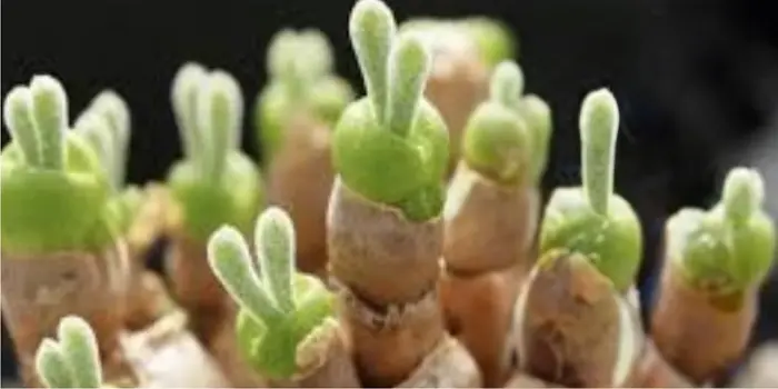 Rabbit Succulent Flower