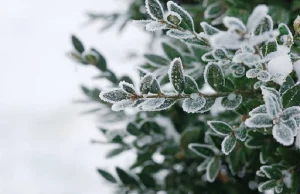 plants in frost