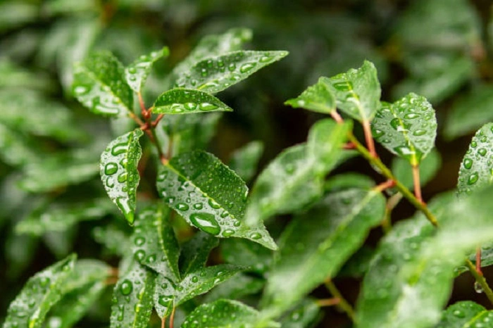 wet leaves of plant